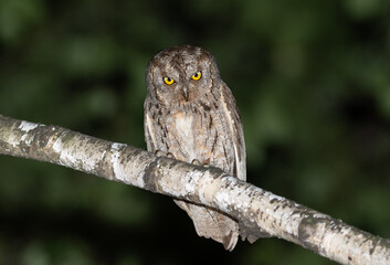 Eurasian scops owl, Otus scops. A male bird sits on a branch, looking down intently