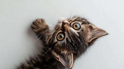 A curious kitten looking up with wide eyes and a paw raised against a plain white background