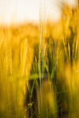 Obraz premium Harvest of nature