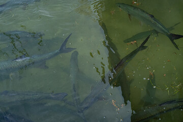 Large tarpon fish swimming in shallow green water, partially visible under the surface. Light...