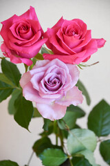 紫とピンクのばら