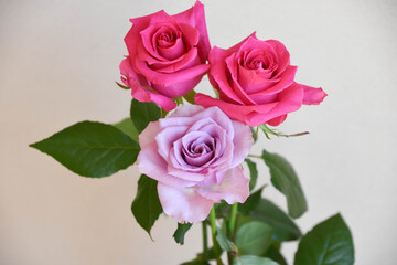 紫とピンクのばら