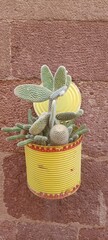 cactus in a pot