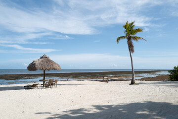 Peaceful tropical beach with white sand, palm tree, and thatched umbrella with chairs facing the ocean. Low tide reveals seaweed patches and a calm, open horizon under blue skies.