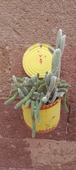 succulent plant in a tin can