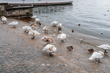 Luxembourg lakeside swans in Luzern — wildlife, nature and urban animal life concept