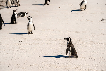 Afrikanische Pinguine bewegen sich auf dem hellen Sandstrand am Boulders Beach