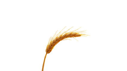 Isolated Wheat Branch isolated on transparent background
