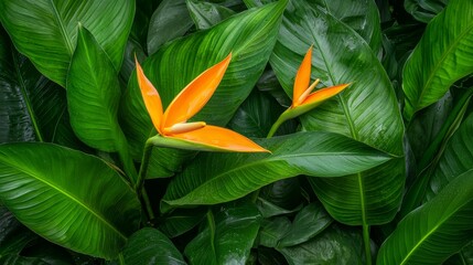 Vibrant bird of paradise flower in full bloom among lush green leaves bird