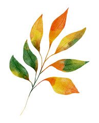 Watercolor Autumn Leaf Isolated Fall Design Leaves Branch Element in Yellow, Orange and Green Vibrant Colors on Transparent Background