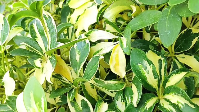 Japanese euonymus is a bushy, oval, woody, broad-leaved, evergreen plant.