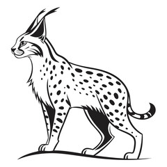 A spotted lynx stands on a curved line with grass