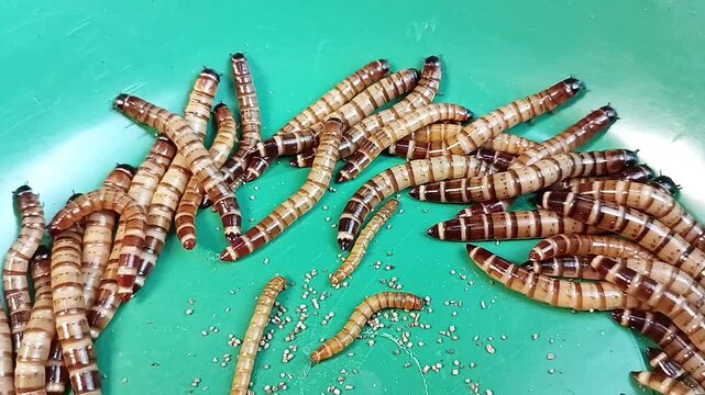 Super worms are commonly found in the pet reptile industry as food.