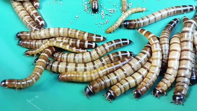 German caterpillar is the king of worms.