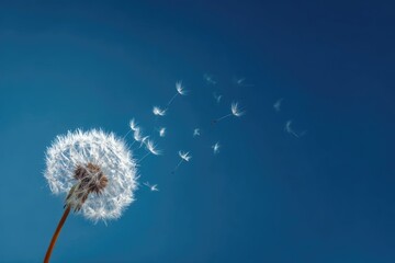 Obraz premium A large, fluffy dandelion seed head with several seeds already dispersed, floating against a vibrant blue sky