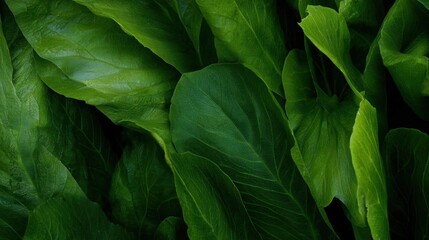 Close-up of a bunch of green leaves. the leaves are large and have a glossy texture. they are arranged in a way that they are overlapping each other, creating a sense of depth and dimension.