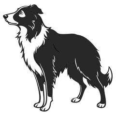 A black and white border collie dog standing on a white background