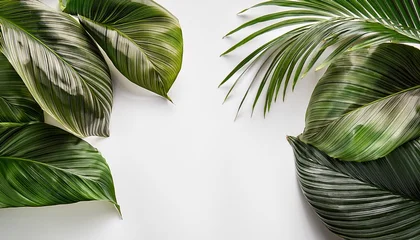 Fototapeten tropical leaves on white background © Raymond