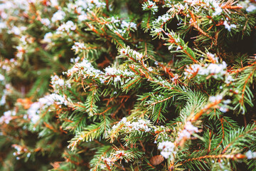 Evergreen branches with fresh snow for seasonal, nature and winter mood concepts