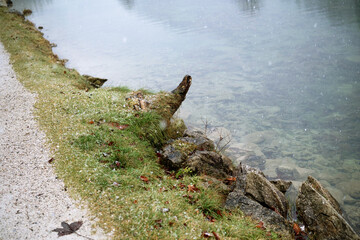 Grassy lake bank with tree stump and still water for environmental, wilderness and calm concepts