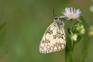 close up, butterfly sitting on meadow flower