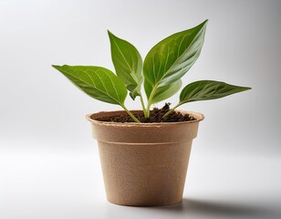 Obraz premium a plant in biodegradable pot on white background