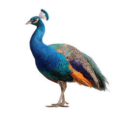 Naklejka premium Side view of a peacock with vibrant plumage