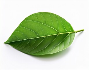 Obraz premium green leaves isolated on white