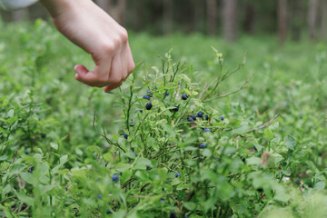 Hand Reaching for Wild Blueberries
