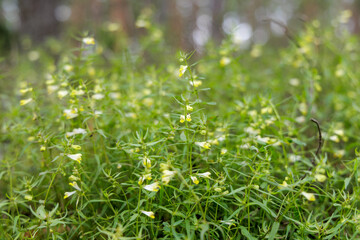Wildflowers on Forest Floor