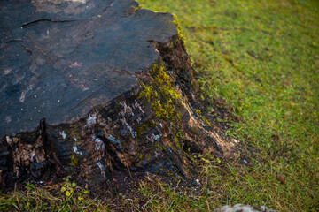 Tree stump on grassy hill with cloudy sky – ideal for ecology, environment, and deforestation...