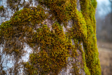 lose-up of moss-covered tree trunk with spiral texture – suitable for texture, nature, biology...