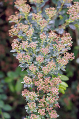 Spiraea Bush After Bloom
