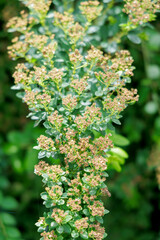 Spiraea Bush After Bloom