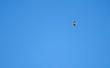 Two insects flying together in a clear blue springtime sky