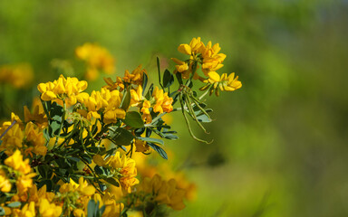 Detailed view of Coronilla emerus for botanical and ecological projects