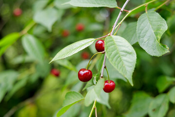 Ripe Red Cherries on Branch