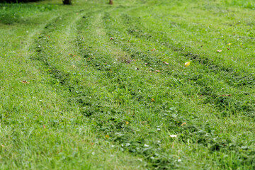 Freshly Mowed Lawn