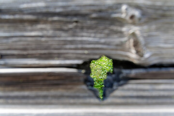 Title: Plant Growth Through Wood Gap
