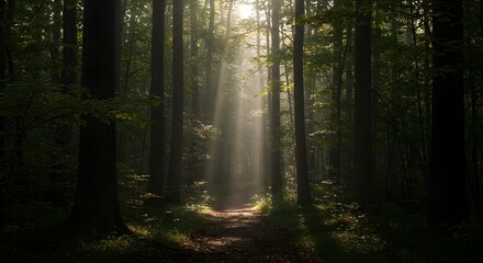 Fototapeta premium Sunbeams Through Forest Trees A Serene Nature Scene