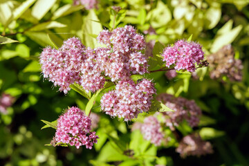 Delicate Pink Spiraea Flowers in Bloom