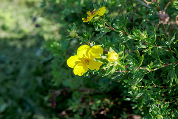 Obraz premium Bright Yellow Potentilla Flower