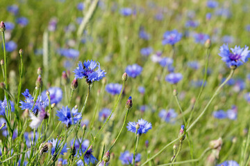 Naklejka premium Blue Cornflowers with Bee in Greenery