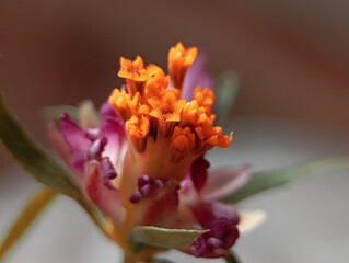 macro shot of a vibrant orange and reddish-purple flower, showcasing its unique textured petals and...