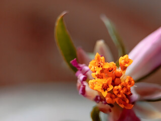 macro shot of a vibrant orange and reddish-purple flower, showcasing its unique textured petals and...