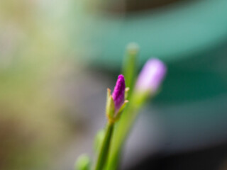 close up of a purple flower
