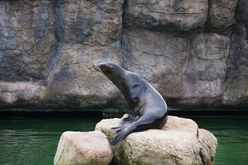 A California sea lion sits upright on its front flippers, facing the camera. Calm water and...