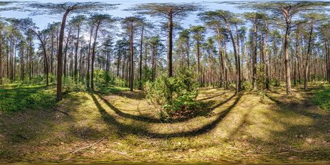 full spherical 360 hdri panorama in pinery forest in summer sunny day in equirectangular projection. VR AR content