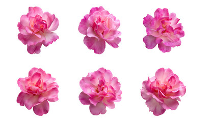 Naklejka premium set of pink roses on transparent background