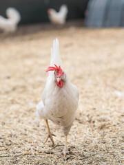 Close-up portrait of white chicken with red comb standing on straw bedding in poultry farm with blurred chickens in background